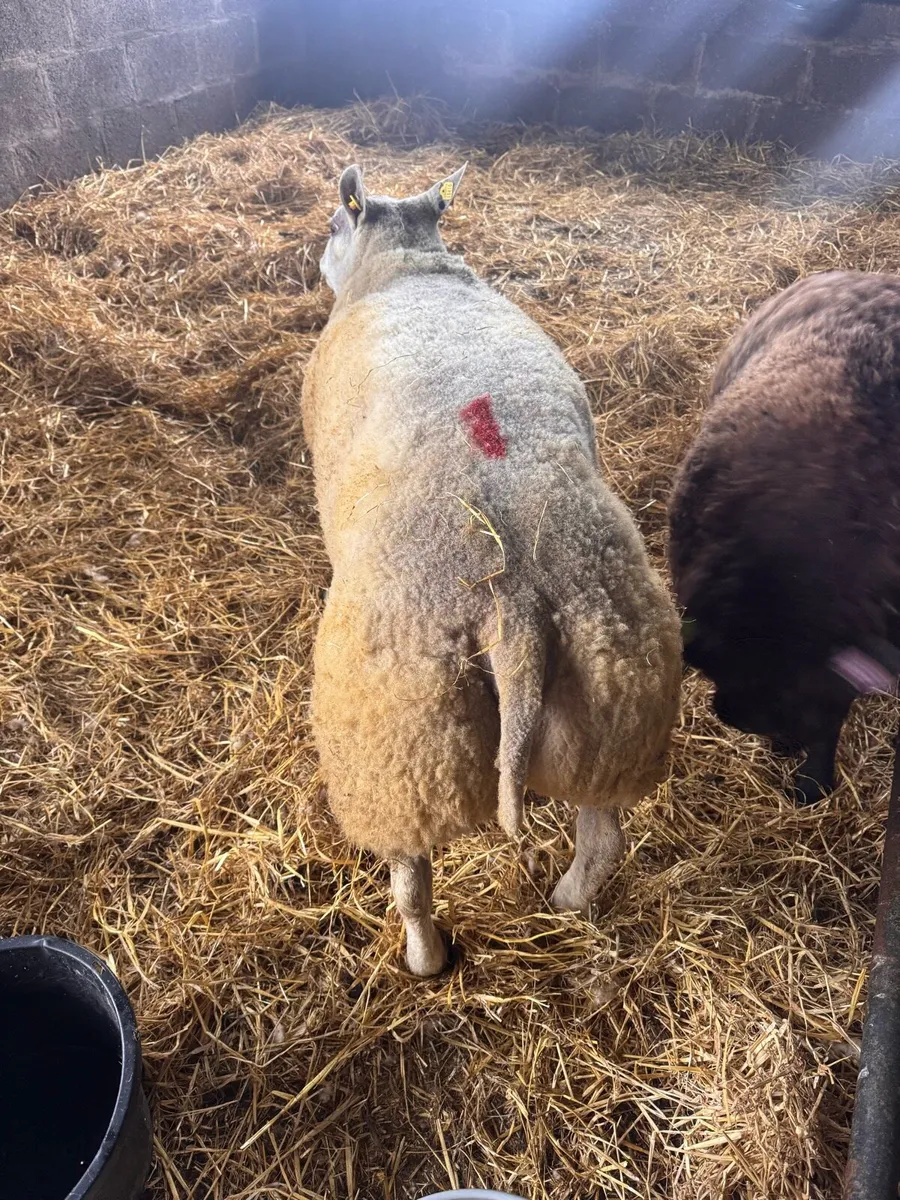 Super pedigree 5 star rams for sale - Image 1