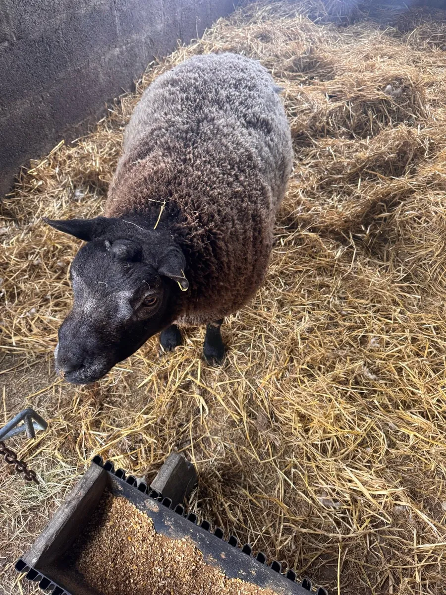 Super pedigree 5 star rams for sale - Image 2
