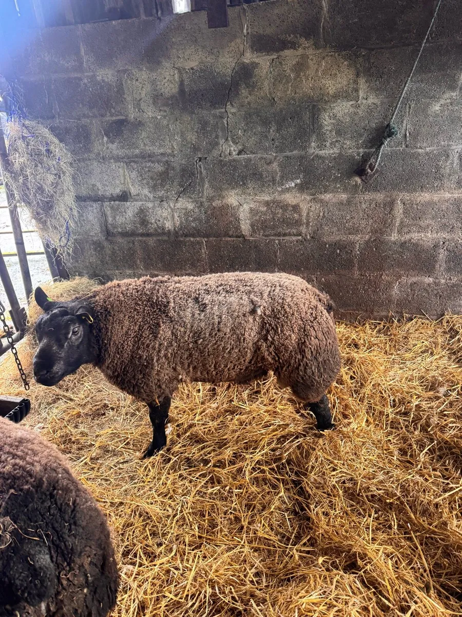 Super pedigree 5 star rams for sale - Image 3