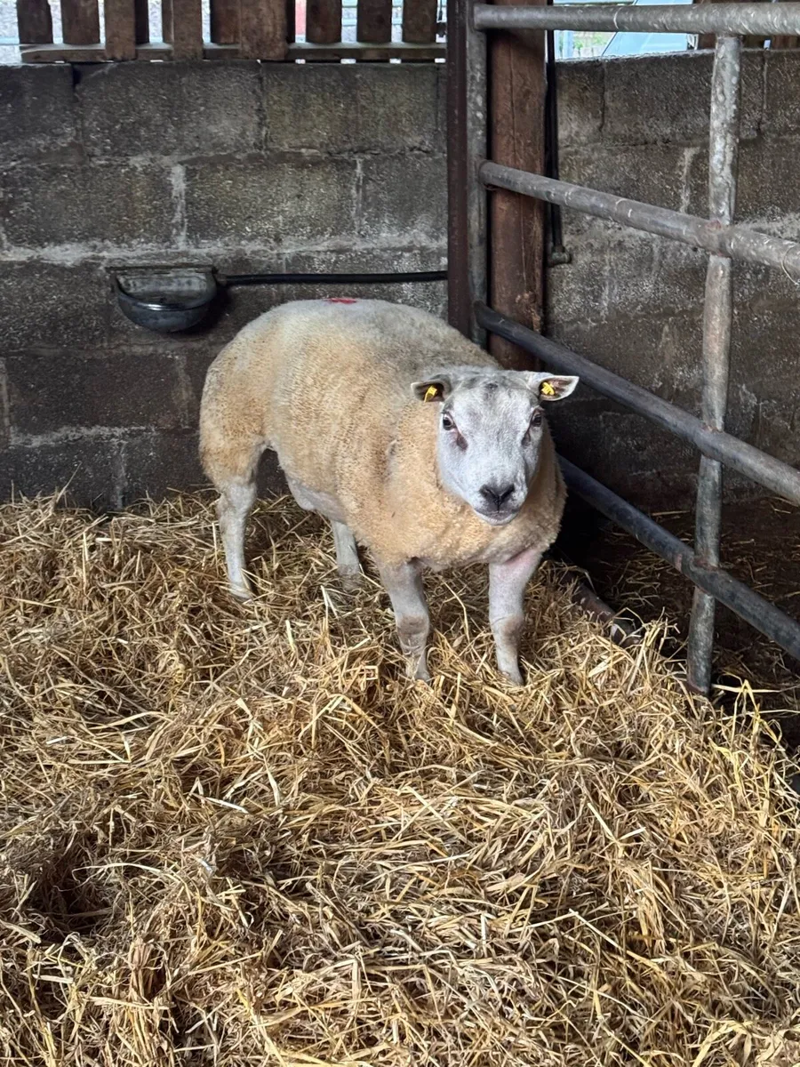 Super pedigree 5 star rams for sale - Image 4