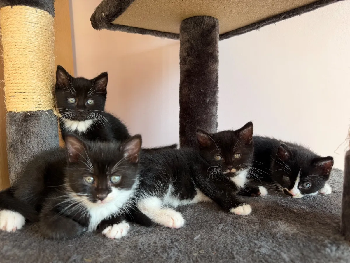 4 kittens looking for their forever home - Image 2