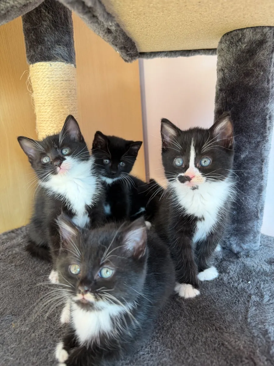 4 kittens looking for their forever home - Image 1