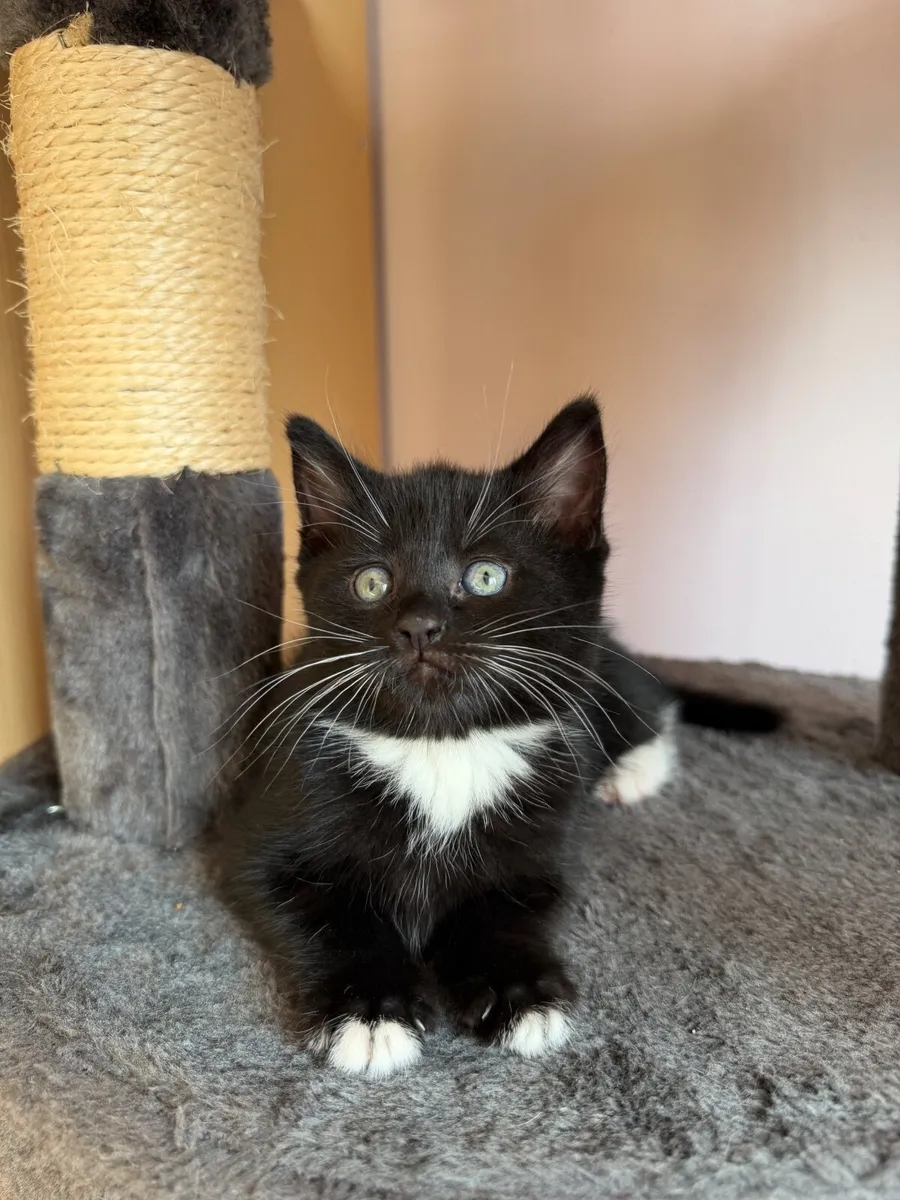 4 kittens looking for their forever home - Image 3