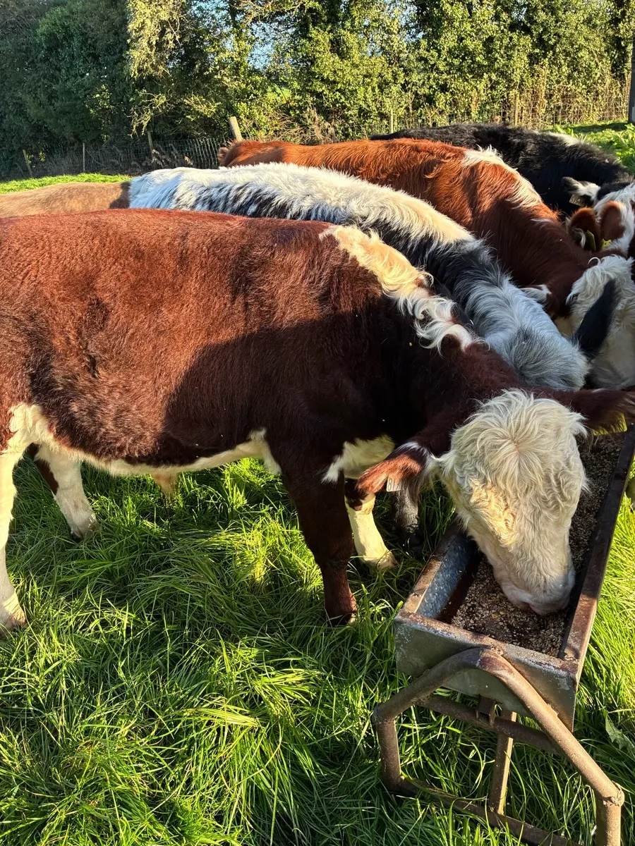 Beef cattle - Image 1