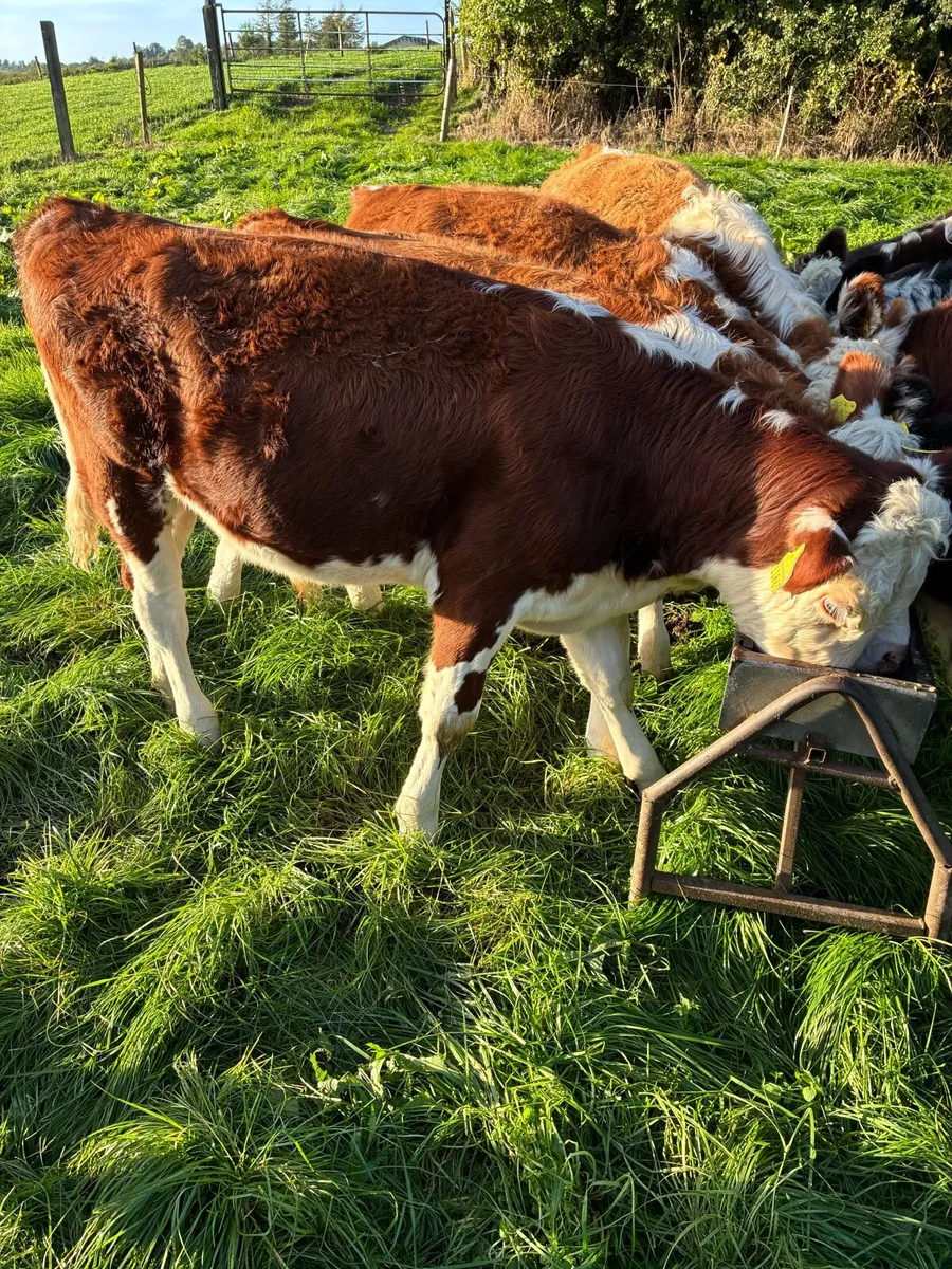 Beef cattle - Image 2