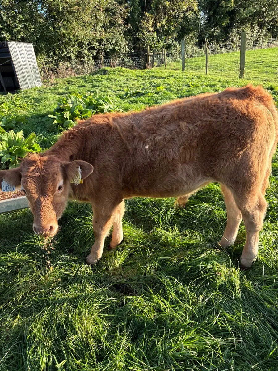 Beef cattle - Image 4