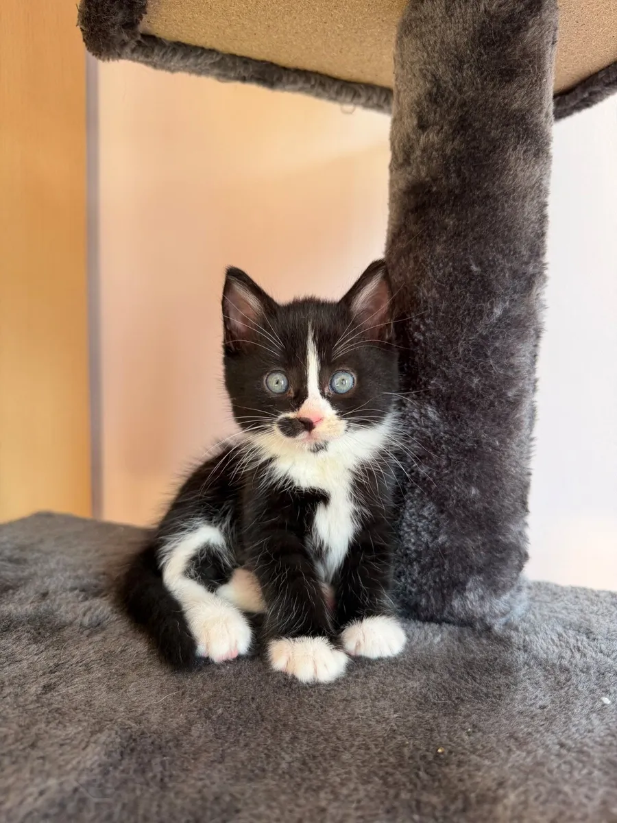 4 kittens looking for their forever home - Image 4