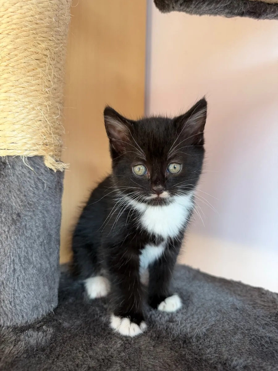 Girl kitten looking for forever home - Image 1
