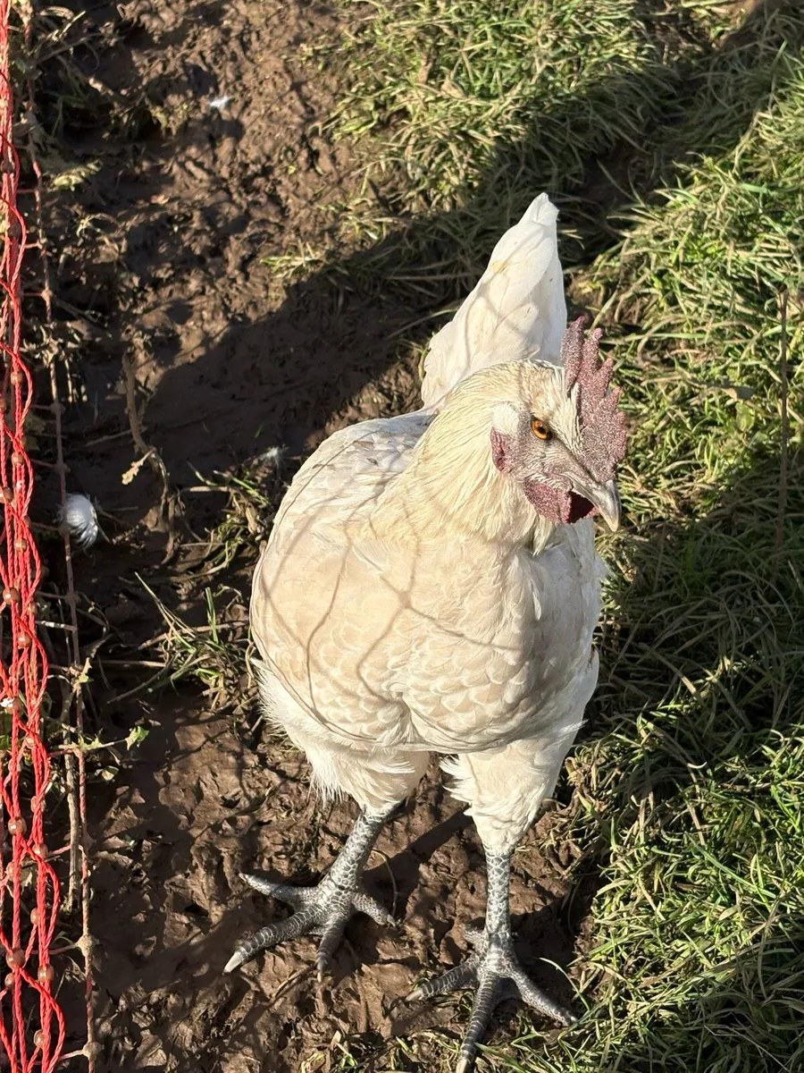 Young roosters - Image 2