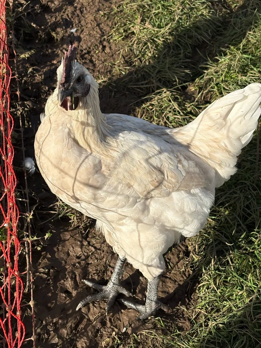 Young roosters - Image 3