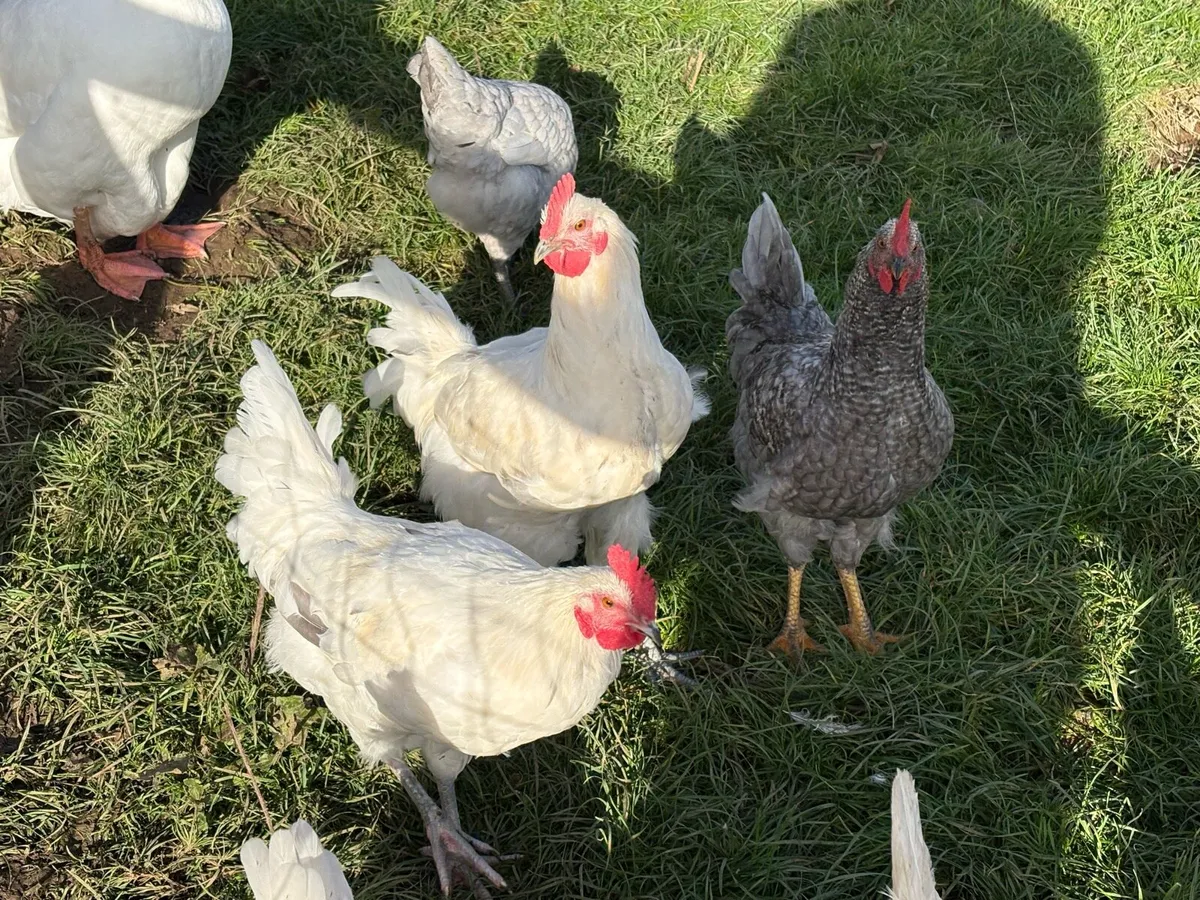 Young roosters - Image 1