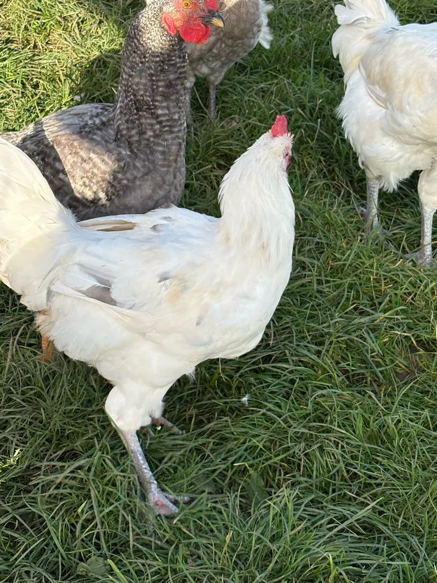 Young roosters - Image 4