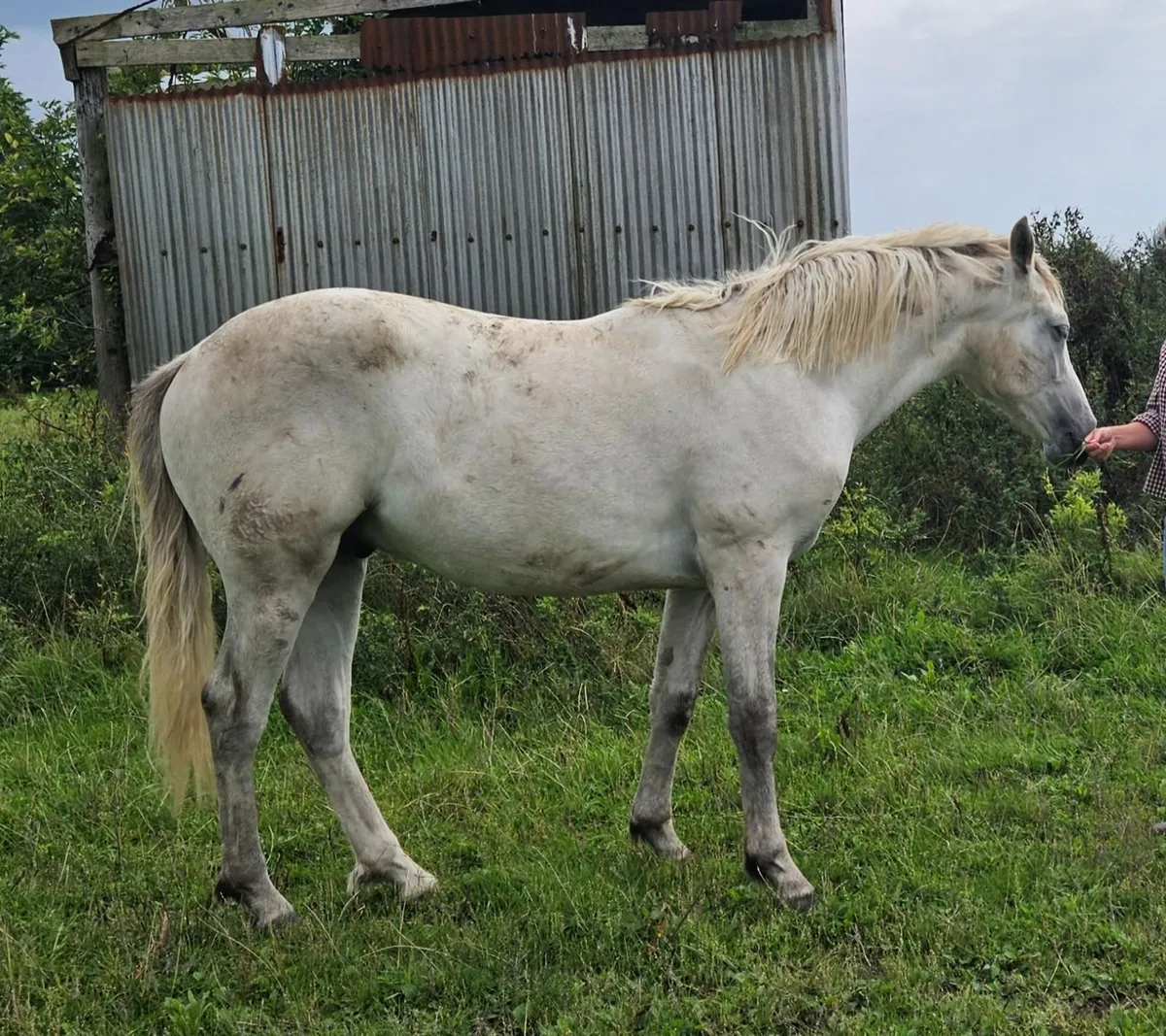 Registered Connemara yearling colt - Image 1