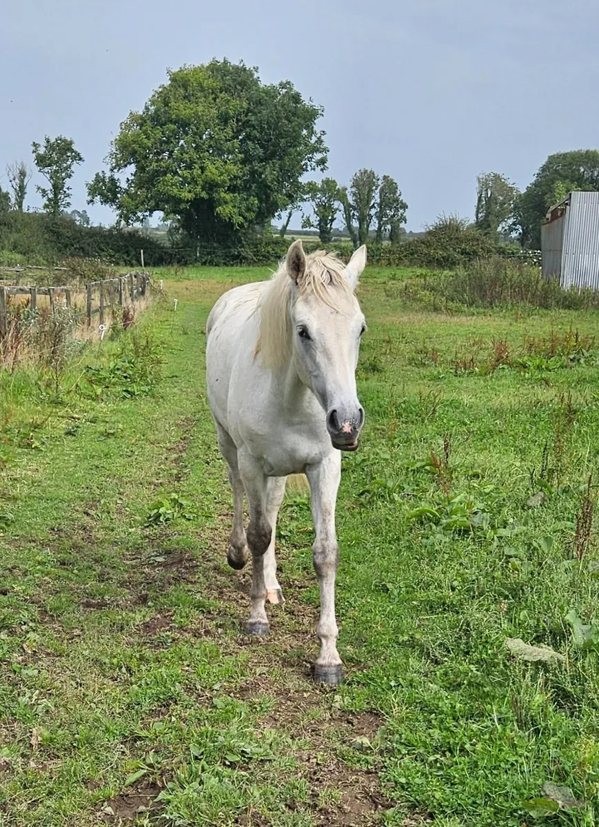 Registered Connemara yearling colt - Image 2
