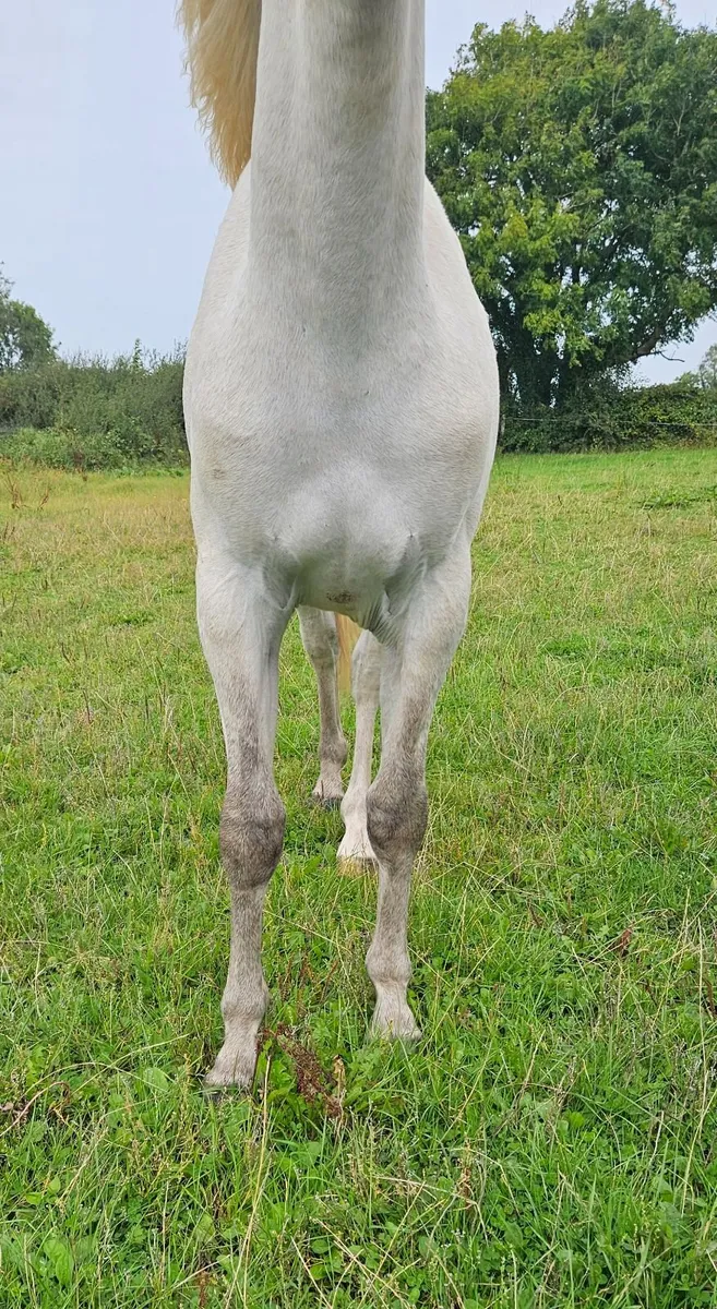 Registered Connemara yearling colt - Image 3