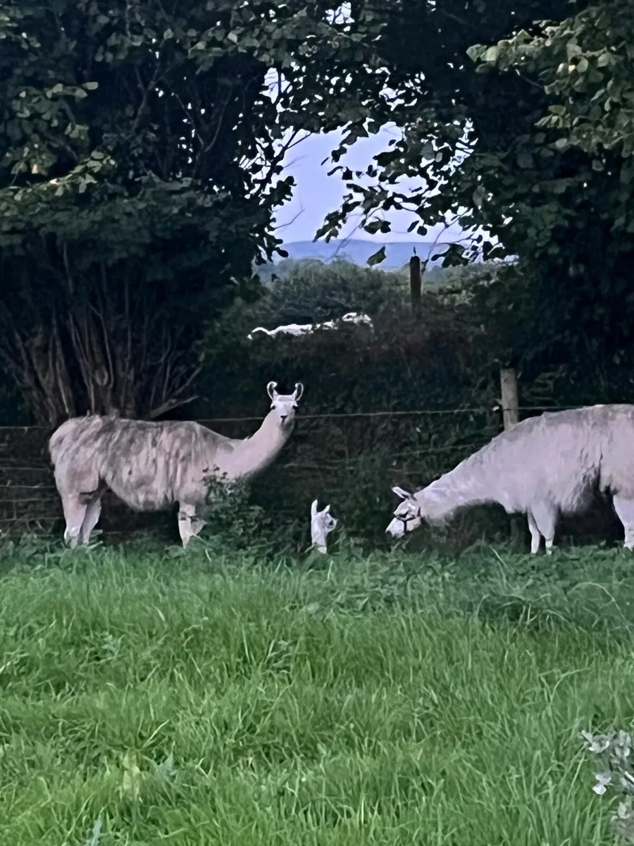 Llama - Image 2