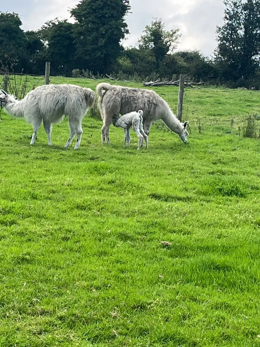 Llama - Image 3