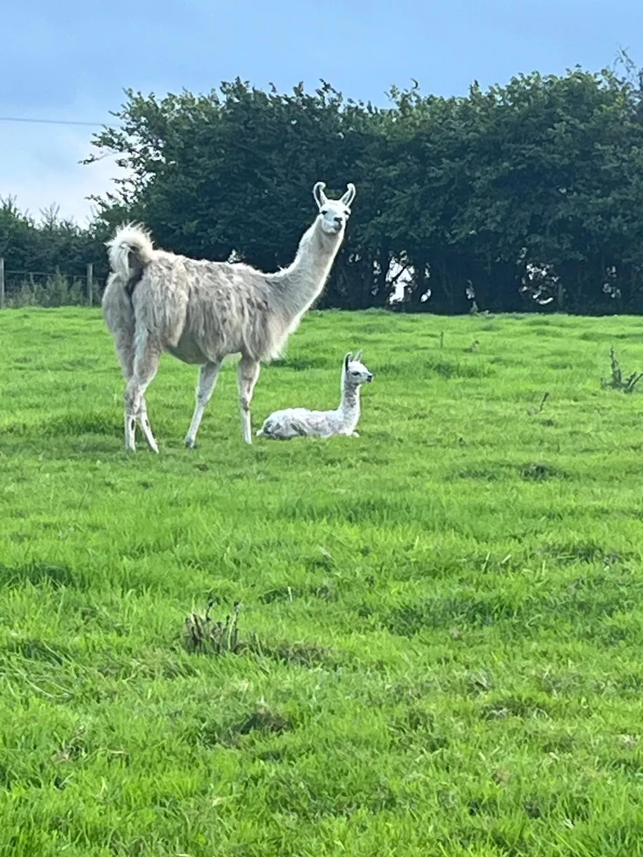 Llama - Image 1