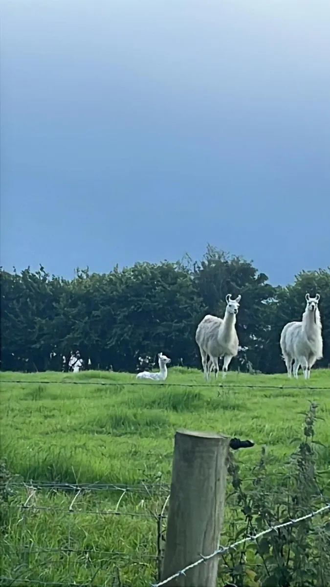 Llama - Image 4