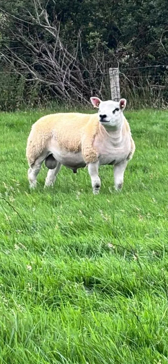 Texel Ram - Image 2
