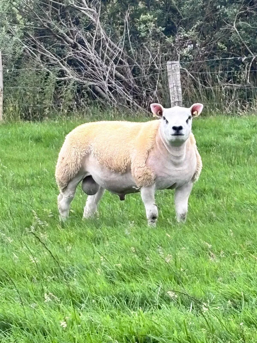 Texel Ram - Image 3