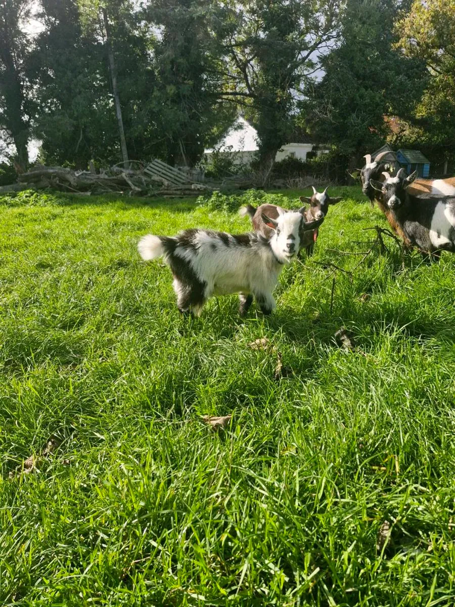 Pygmy goat - Image 1