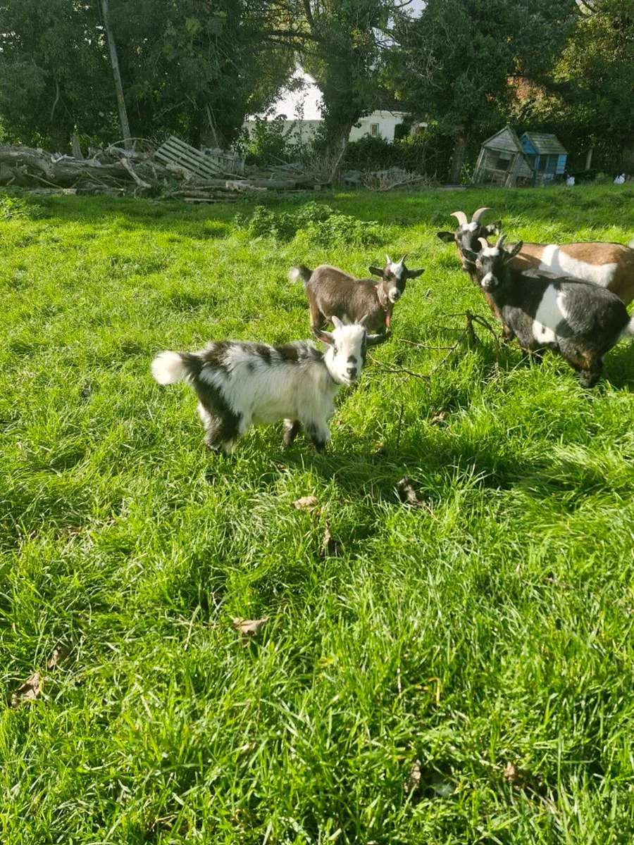 Pygmy goat - Image 2