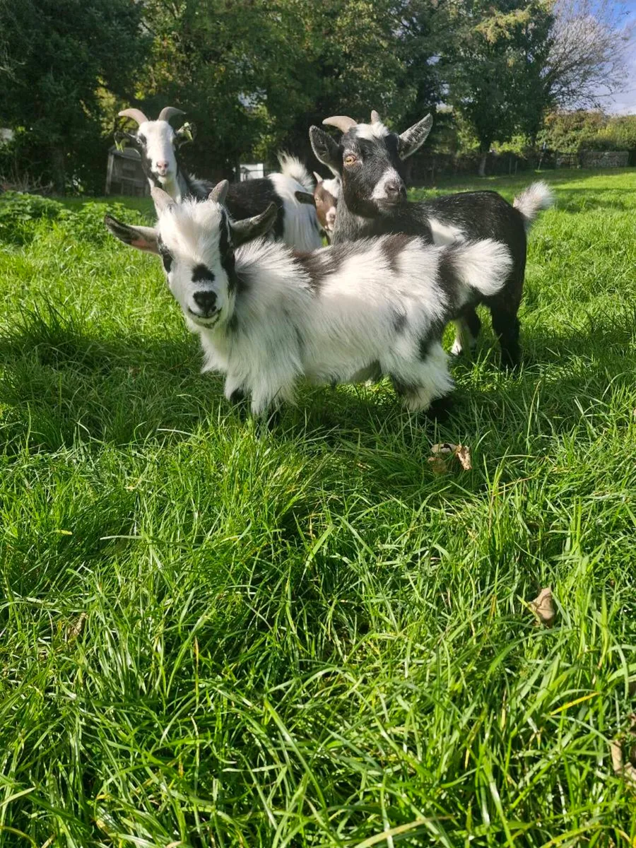 Pygmy goat - Image 3