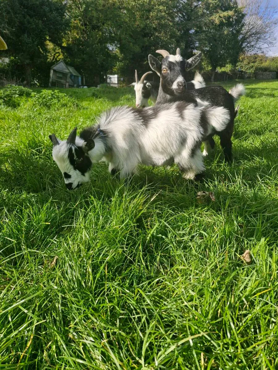 Pygmy goat - Image 4