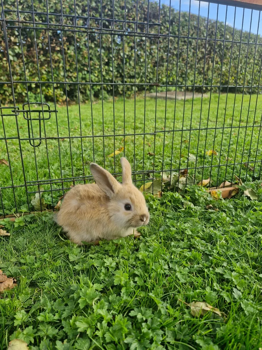 Purebred Lionhead Baby Rabbits and Mini Lop Female - Image 1