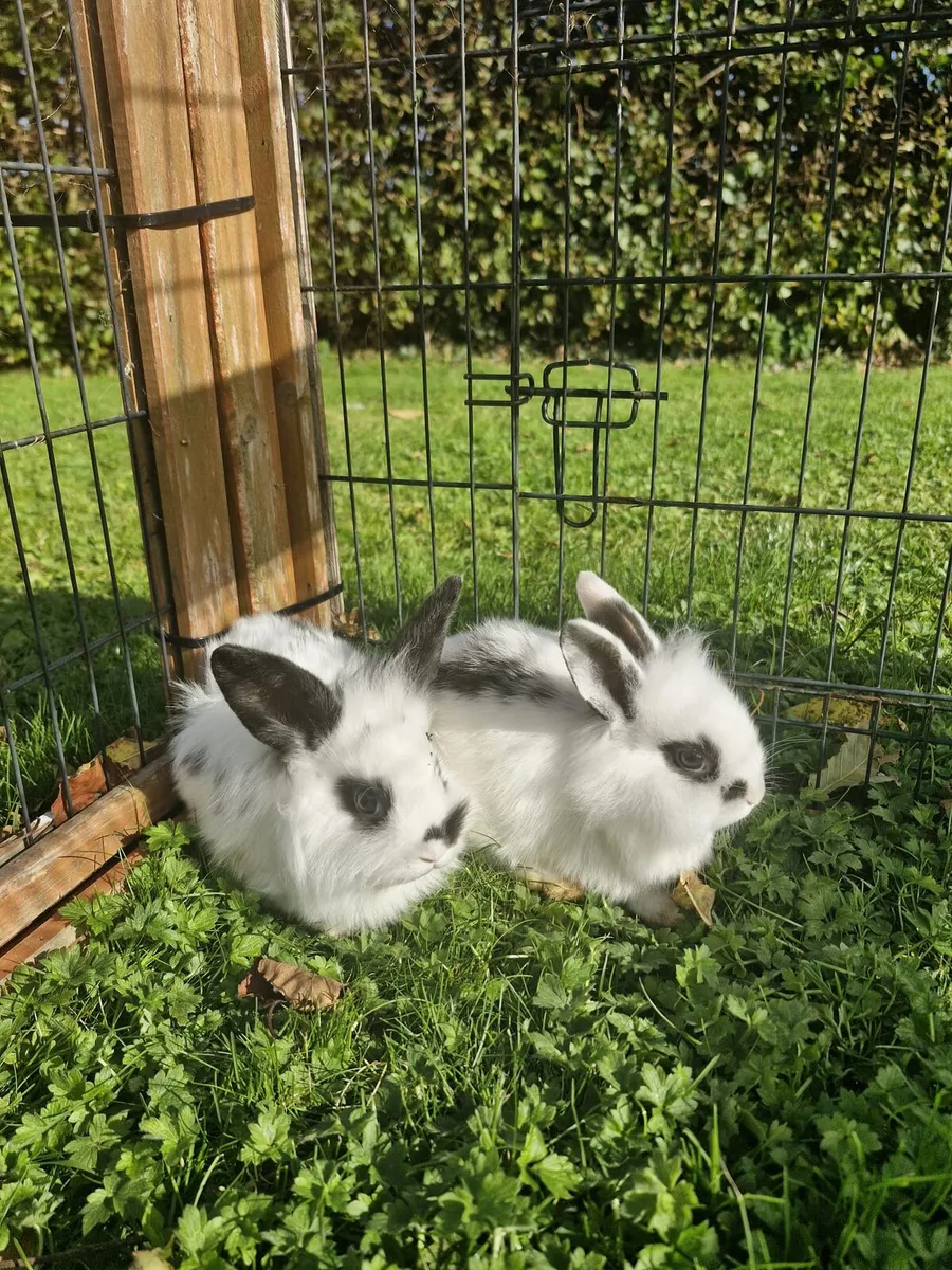 Purebred Lionhead Baby Rabbits and Mini Lop Female - Image 2