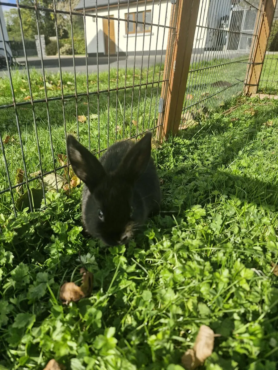 Purebred Lionhead Baby Rabbits and Mini Lop Female - Image 3