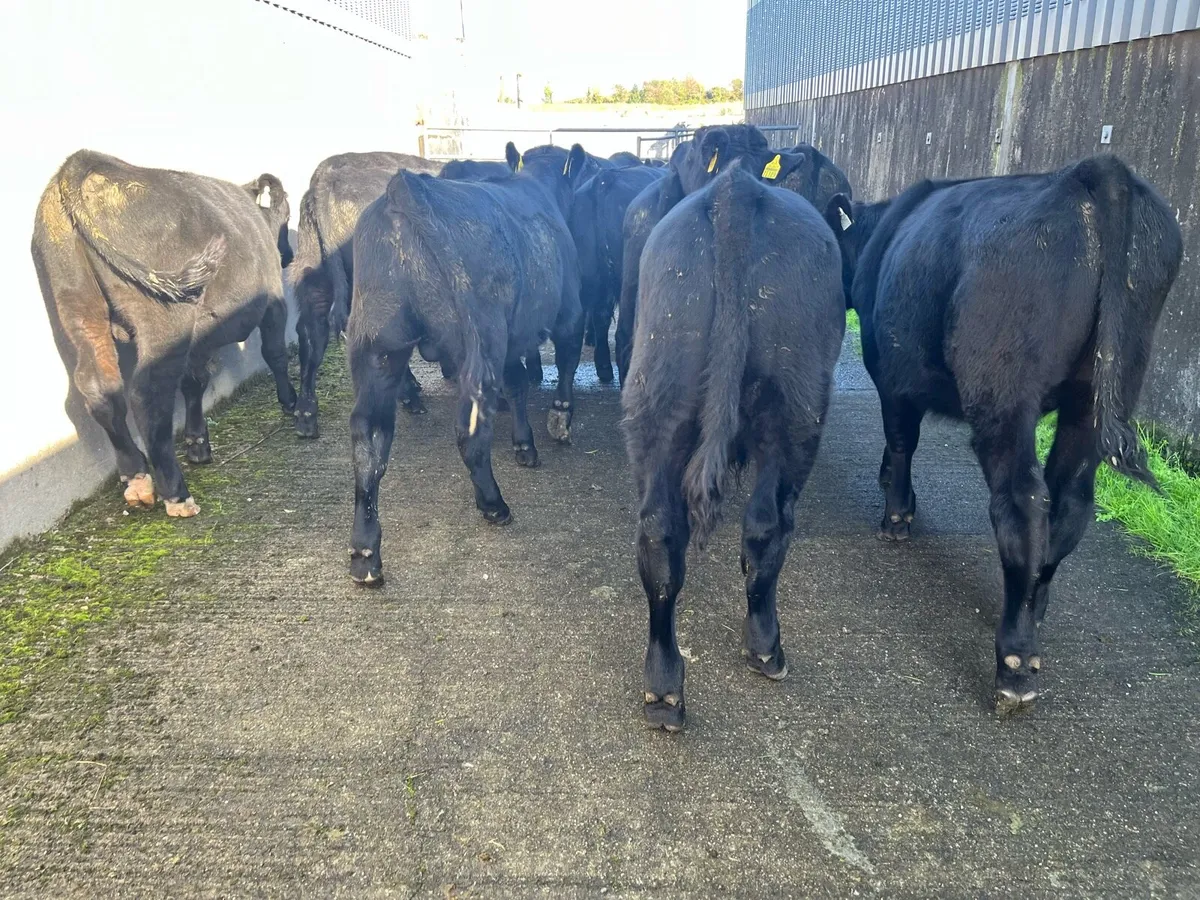 Angus bulls 10 number - Image 3
