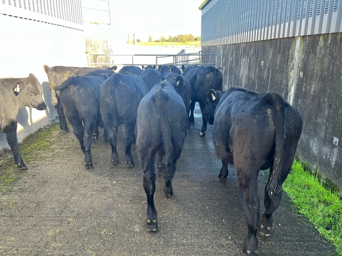 Angus bulls 10 number - Image 4
