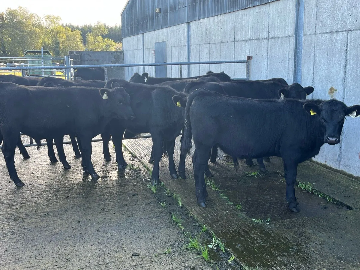 Angus bulls 10 number - Image 1