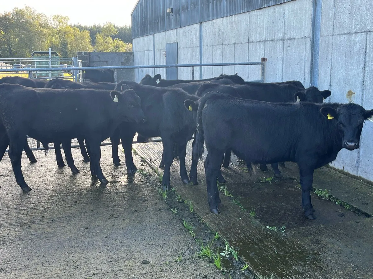 Angus bulls 10 number - Image 2