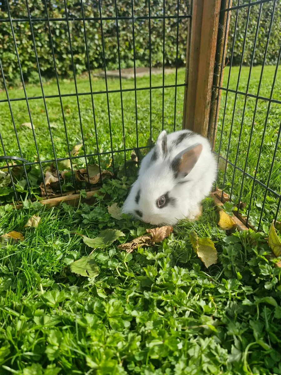 Purebred Lionhead Baby Rabbits and Mini Lop Female - Image 4