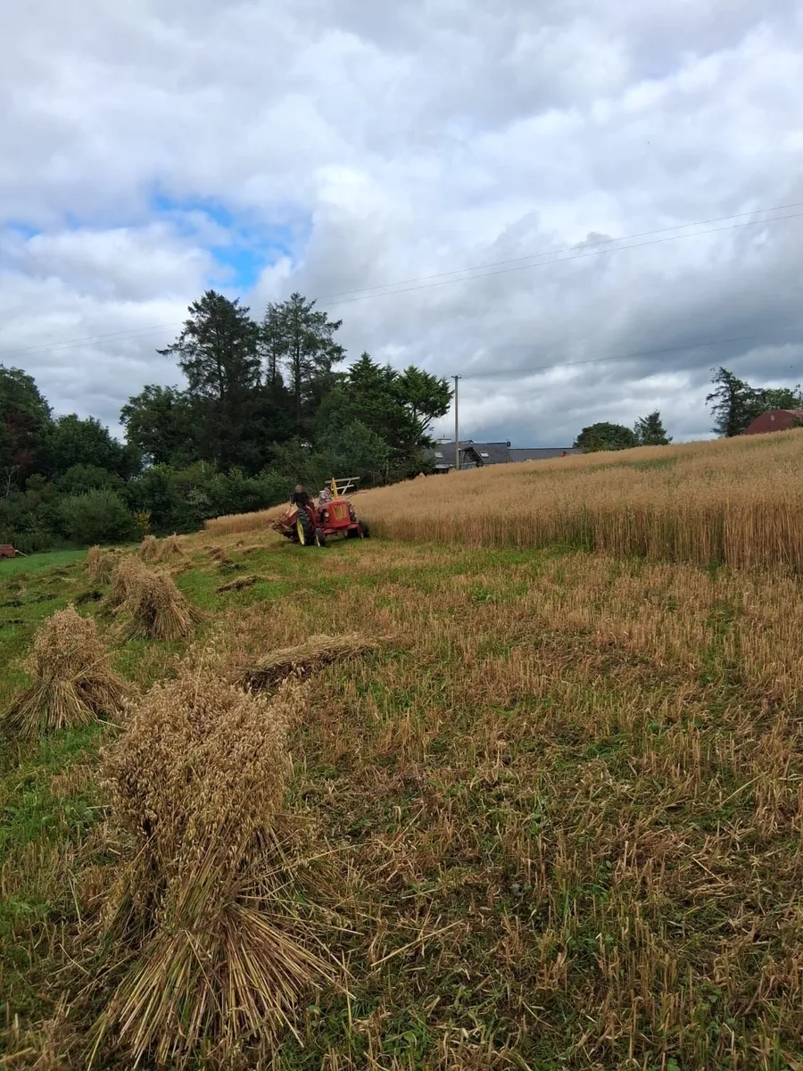 Caheragh Annual Threshing & Vintage  Rescheduled - Image 4