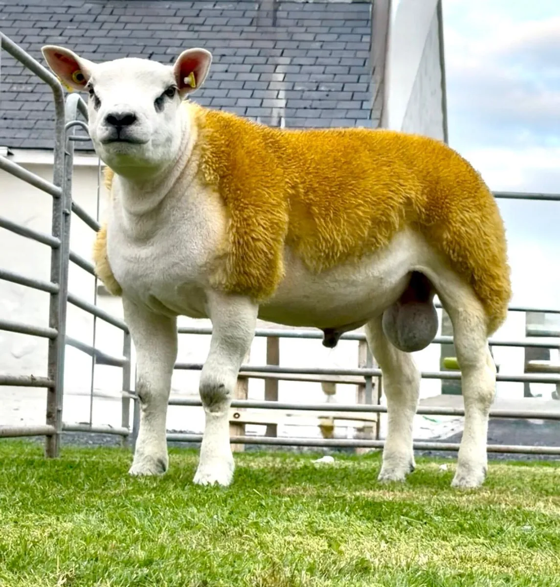 Texel Ram - Image 1