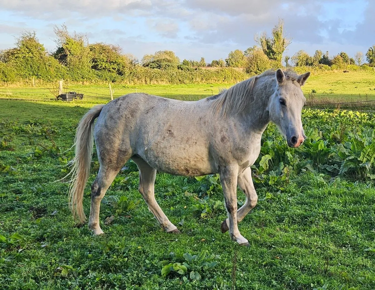 Class 1 registered 4yo Connemara mare - Image 2