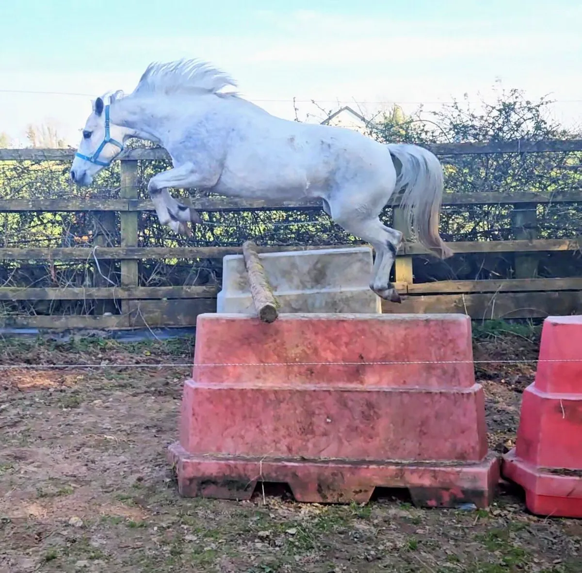 Class 1 registered 4yo Connemara mare - Image 1