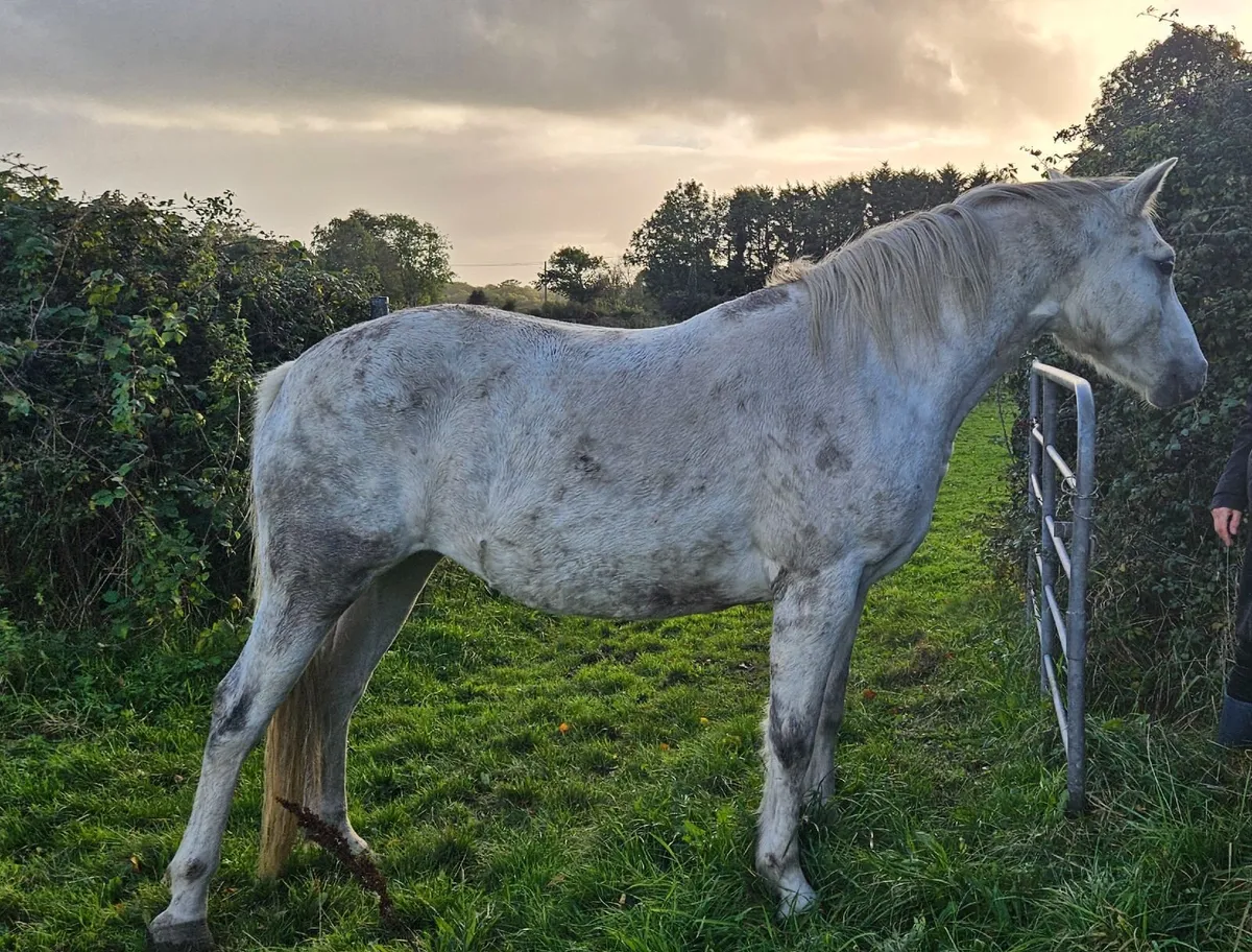 Class 1 registered 4yo Connemara mare - Image 4