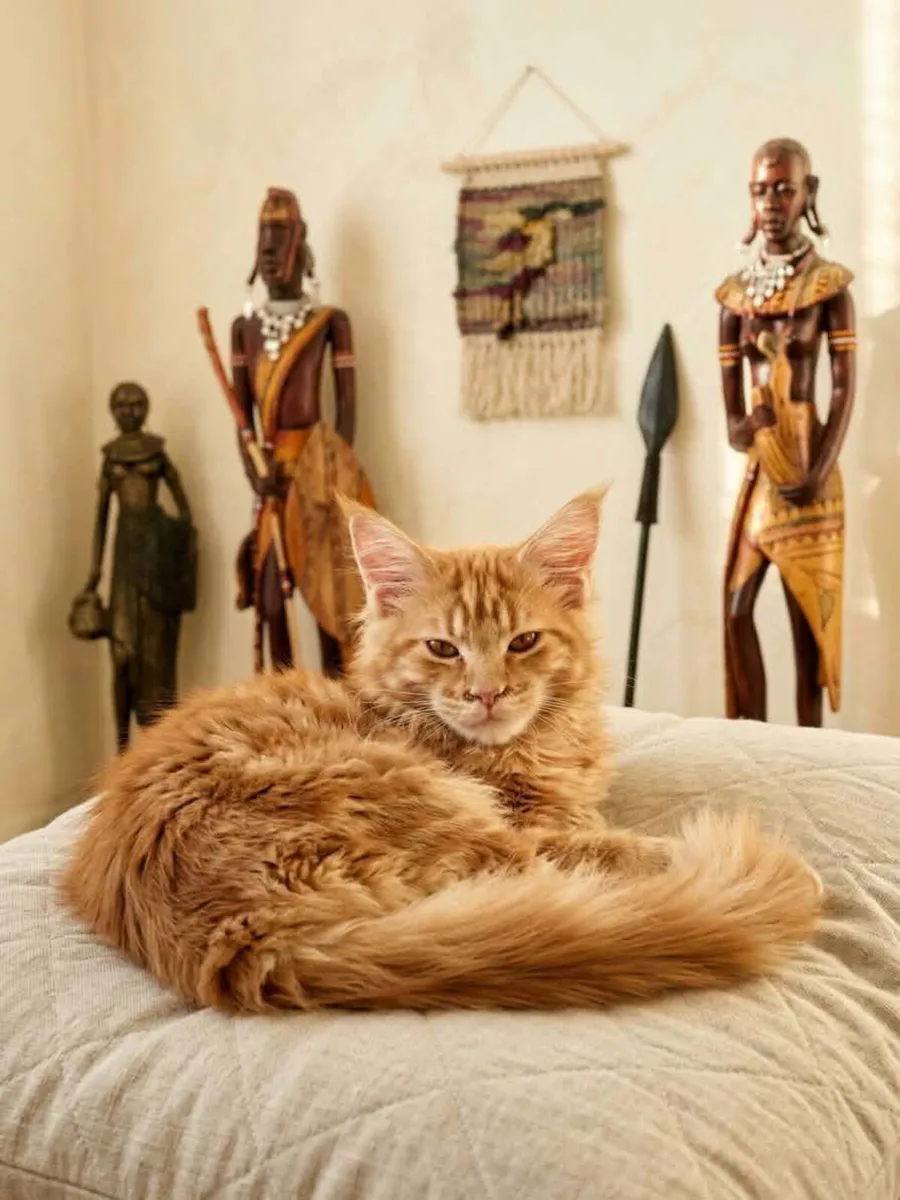 Maine Coon Holly  female  is for sale. - Image 1