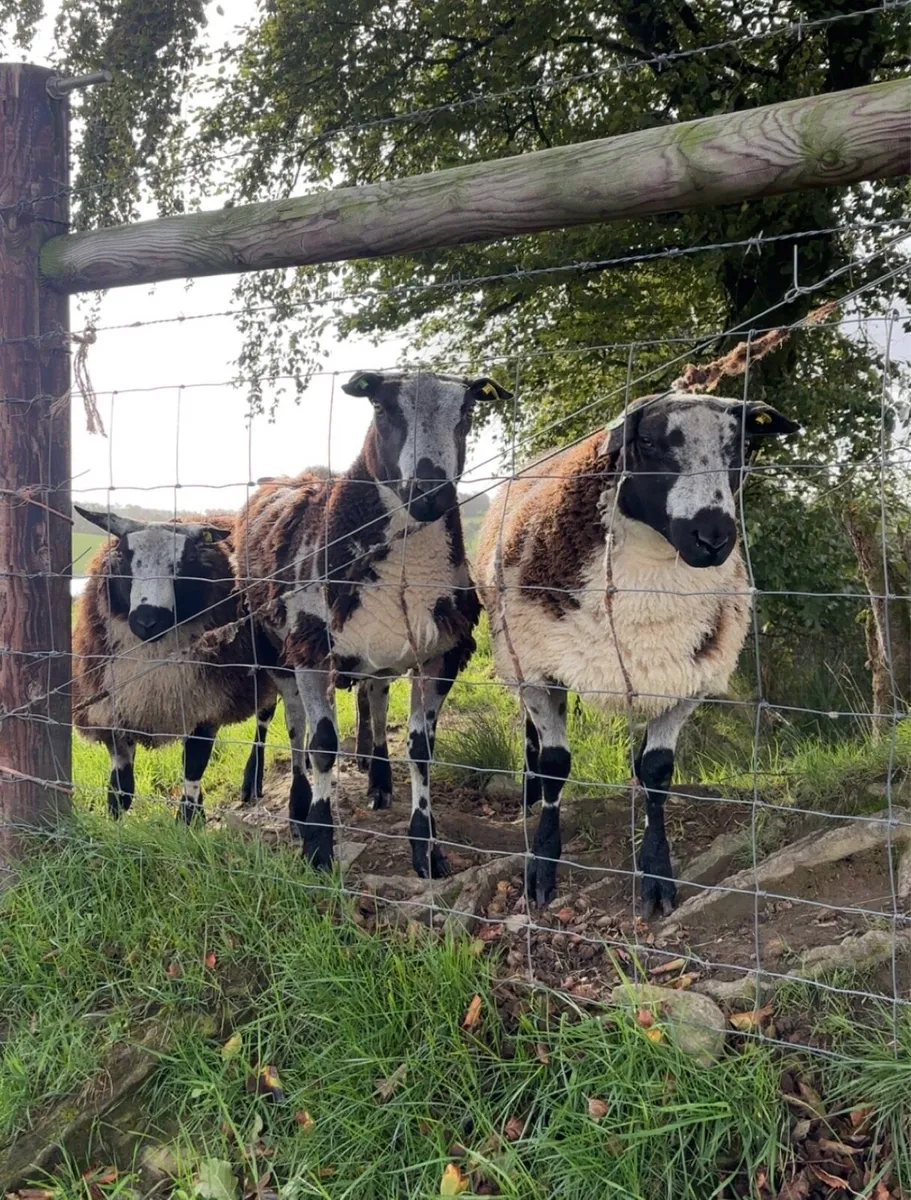 Dutch Spotted Rams & Badger Face Texel - Image 1