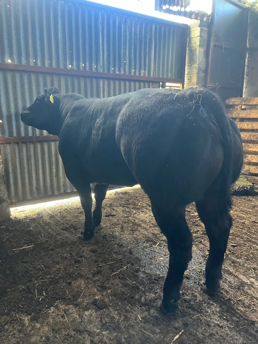 Show heifer - Image 3