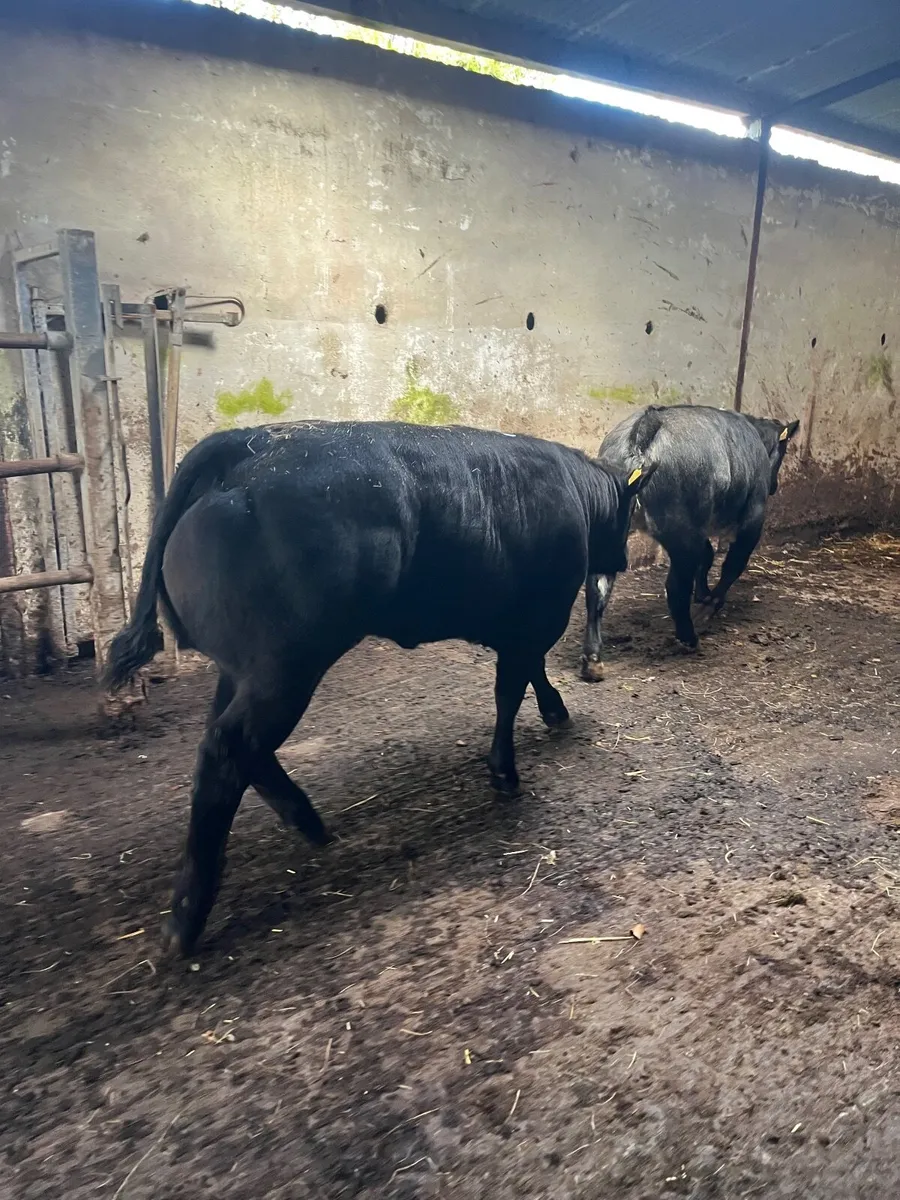 Show heifer - Image 2