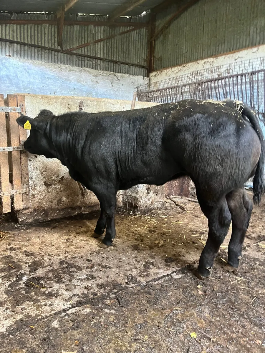 Show heifer - Image 4
