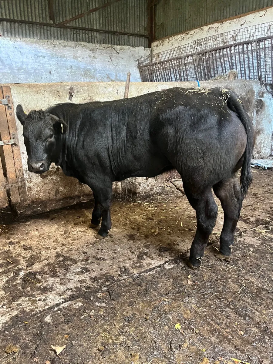 Show heifer - Image 1