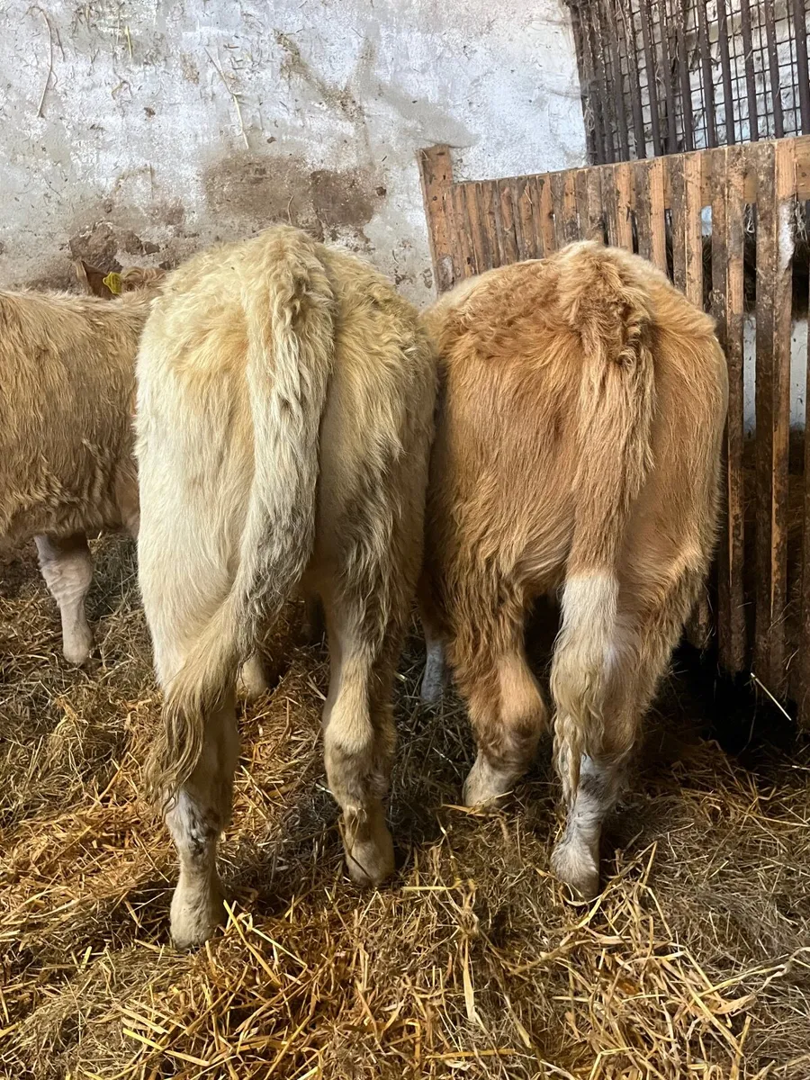 3 lovely quality Charolais heifers - Image 2
