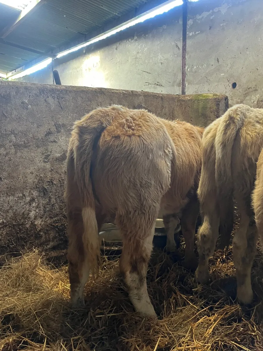 3 lovely quality Charolais heifers - Image 3